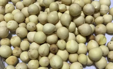 食用に適さない植物からSAF(持続可能な航空燃料)の生成に成功:J