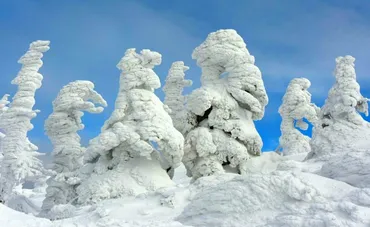 蔵王のアイスモンスター、急速にスリム化 食害など影響 山形大調査 山形県:朝日新聞