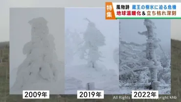 蔵王の樹氷が温暖化で消える? アオモリトドマツの立ち枯れが進む