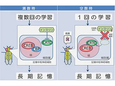 空腹が記憶力をアップ 