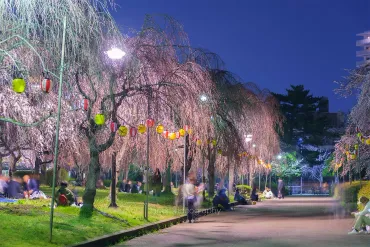 枝垂桜が美しい仙台市の桜名所！榴岡公園の夜桜