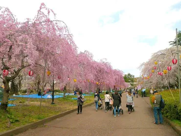 榴岡公園の桜（仙台市宮城野区） 