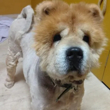 犬の里親募集】群馬県・チャウチャウ・9年間檻の中で暮らした繁殖引退犬のチャウチャウ♂（ID:2507