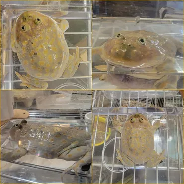 バジェットガエル