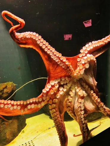 鶴岡4/7 加茂水族館 新館オープン1年余の充実 ☆庄内の海にはミズダコも』鶴岡(山形県)の旅行記・ブログ by マキタン2さん【フォートラベル】