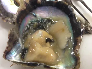 サンマ養殖成功への道！未来の水産業を切り開く、マルハニチロの挑戦とは？サンマ養殖事業化への道！マルハニチロの挑戦