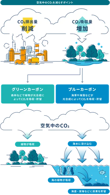 ワカメやコンブがCO2を減らす？ 