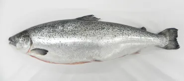 作りたいのは「よりおいしい魚」。マルハニチロが挑む2つのフードテック 