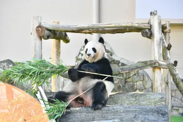 パンダよ、さようなら？白浜町とパンダの軌跡、そして未来への影響白浜町から中国へ…パンダたちの旅立ちと、観光への影響