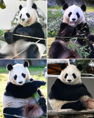 画像・写真:パンダ全4頭、中国に返還へ 6月末ごろ、国内2頭のみに―アドベンチャーワールド・和歌山:時事ドットコム