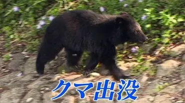 クマに襲われたか 畑の様子を確認しに行った男性が顔に大けが 襲われる前には動物のうなり声も 秋田・大館市