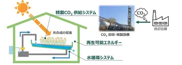 花王、佐賀市に回収CO2を活用した「循環型」植物工場が完成