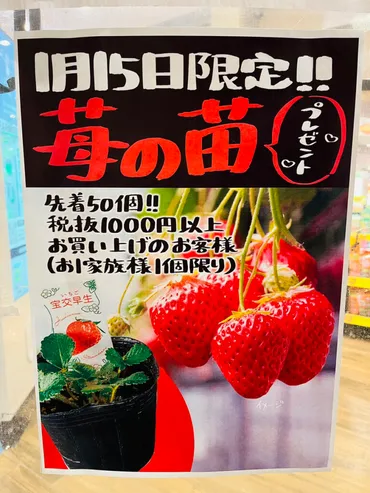 お得な限定情報】1/15(水)先着50コ限定、「フレスタ 横川本店」でイチゴの苗のプレゼントがあるみたい。