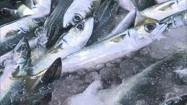 サバショック」゛庶民の魚゛も高騰 水産庁が漁獲量8割減を検討
