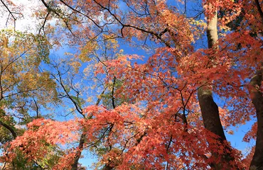 紅葉の嵐山渓谷 （埼玉県嵐山町） 