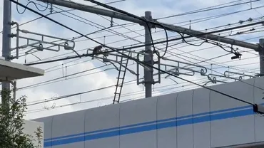 タヌキ：野生動物、止まらぬ出没 線路上電柱にタヌキ 西武線運転見合わせ 東京・1万4000人に影響 