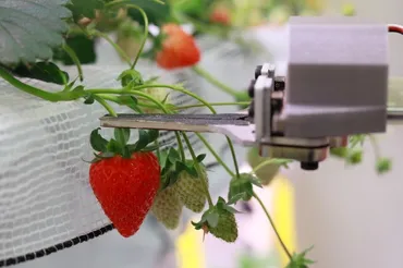 未来の世代に豊かな食を。世界で初めてイチゴ授粉の自動化に成功した「HarvestX」の挑戦
