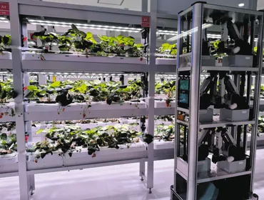 春華堂がイチゴを自動栽培 東大発ベンチャーの授粉ロボ採用、安定供給目指す：ニュース：中日BIZナビ