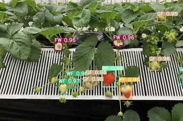 AIとロボティクスで描く未来の農業、イチゴ自動栽培を実現するHarvestX 
