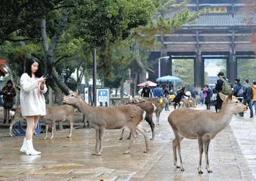 高市早苗氏「外国人が奈良公園のシカ暴行」 突然の主張はどうして? 急伸した政党に乗っかったとの見方も:東京新聞デジタル