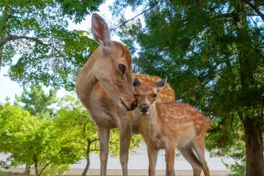 園内でのマナーも解説】接し方を守って奈良公園のシカを守ろう！直面している問題とは 