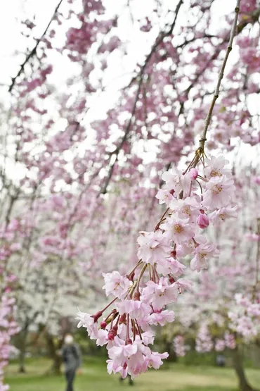 見ごろ次々「弘前七桜」楽しんで