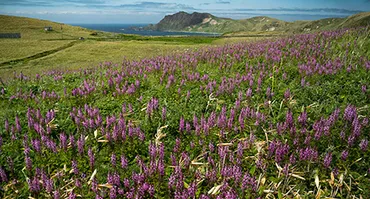 礼文島：花の浮島はどんなところ？高山植物の宝庫とは！？