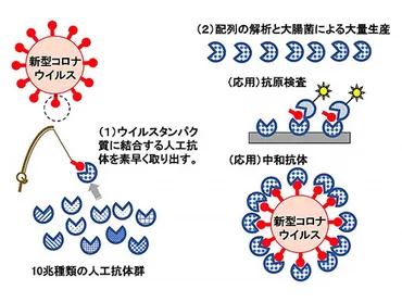 マスクはやはり拡散や吸い込み量抑える 東大医科研が新型コロナウイルス使い初の検証 