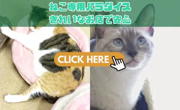 浅草ねこ園：保護猫と触れ合える猫カフェって実際どうなの？浅草ねこ園の魅力とは！？