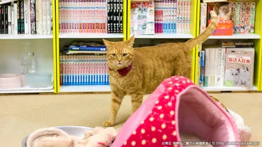 猫カフェ日記「浅草ねこ園」さん 