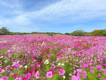 海の中道海浜公園】うみなか＊はなまつり開催