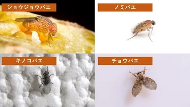 コバエはどこから出てくる？発生源の見つけ方や駆除方法、予防方法を紹介