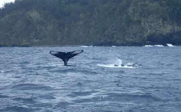 船とクジラの衝突事故が増えているワケは？ 有効な対策法はまだ研究中 