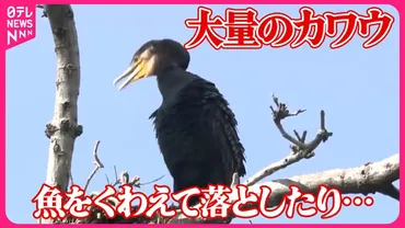 中央線で続発！鳥との衝突事故！？鉄道運行への影響とは！？