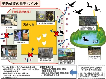 鳥インフルエンザ、卵価格高騰…今、私たちは何をすべき？深刻化する鳥インフルエンザ、卵価格高騰とは!!?