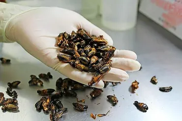 食用コオロギ生産・加工のグリラスが自己破産へ SNS炎上の影響大、消費者の抵抗感根強く