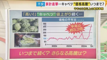 キャベツ価格高騰！なぜこんなに高いの？2024年からの価格推移とは！？