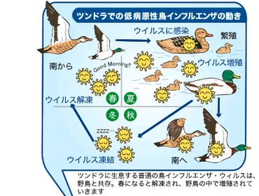 日本野鳥の会 : 正しく理解しよう 鳥インフルエンザ