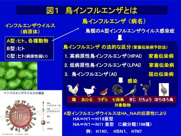 鳥インフルエンザ（Avian Influenza） 