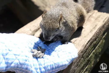 まちだリス園は横浜からすぐ！餌やり体験や至近距離で見学できる癒しスポット 